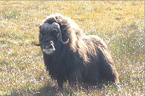 Bison Alaska